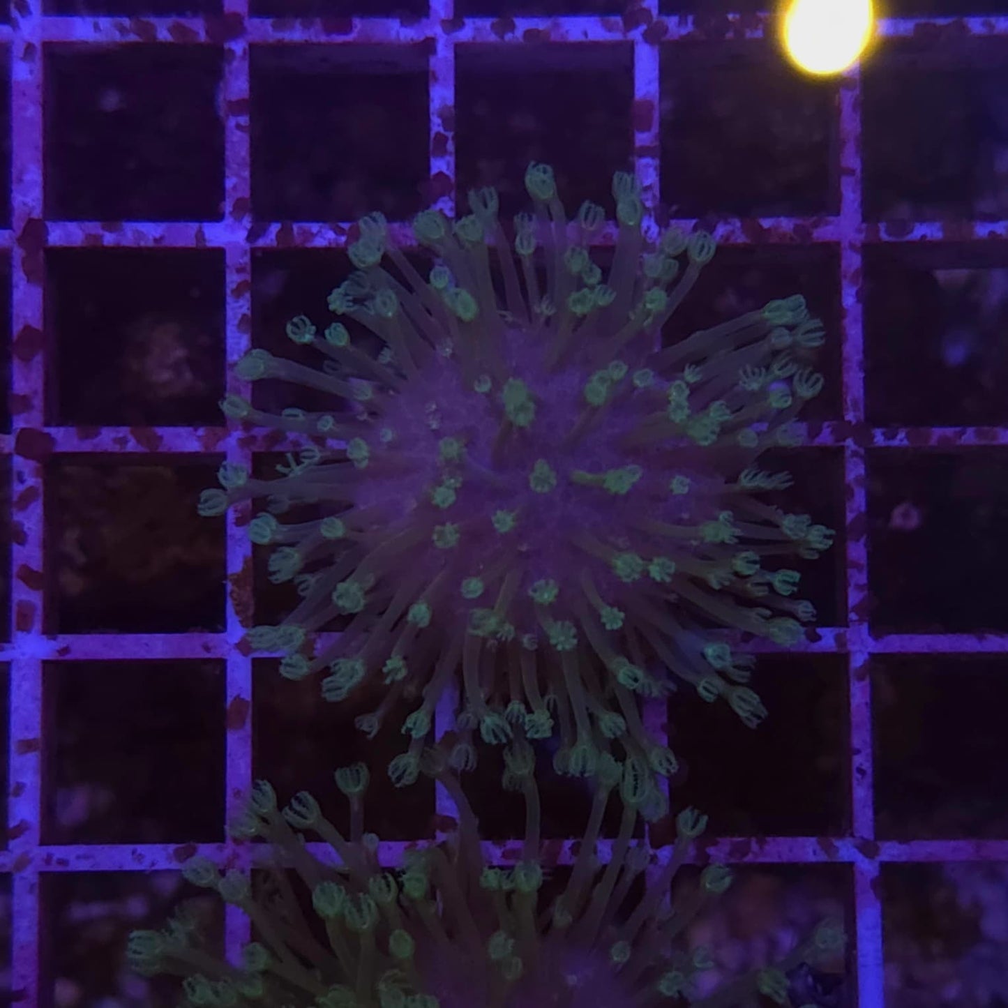 WYSIWYG Sarcophyton Sp. S