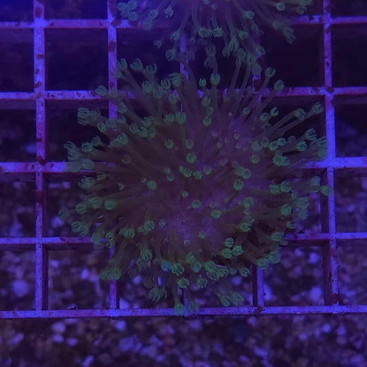 WYSIWYG Sarcophyton Sp. S