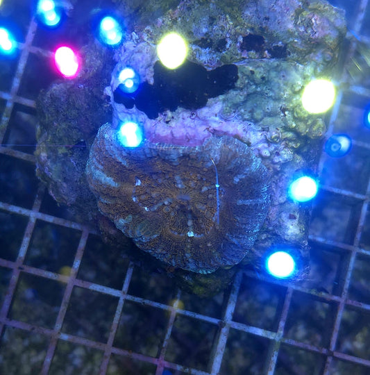 WYSIWYG Scolymia 7cm