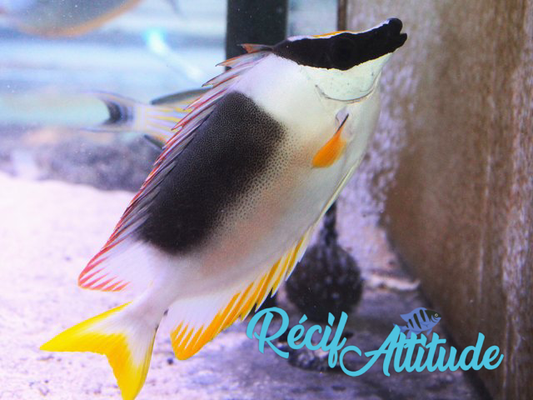 Siganus magnificus 8 - 10cm