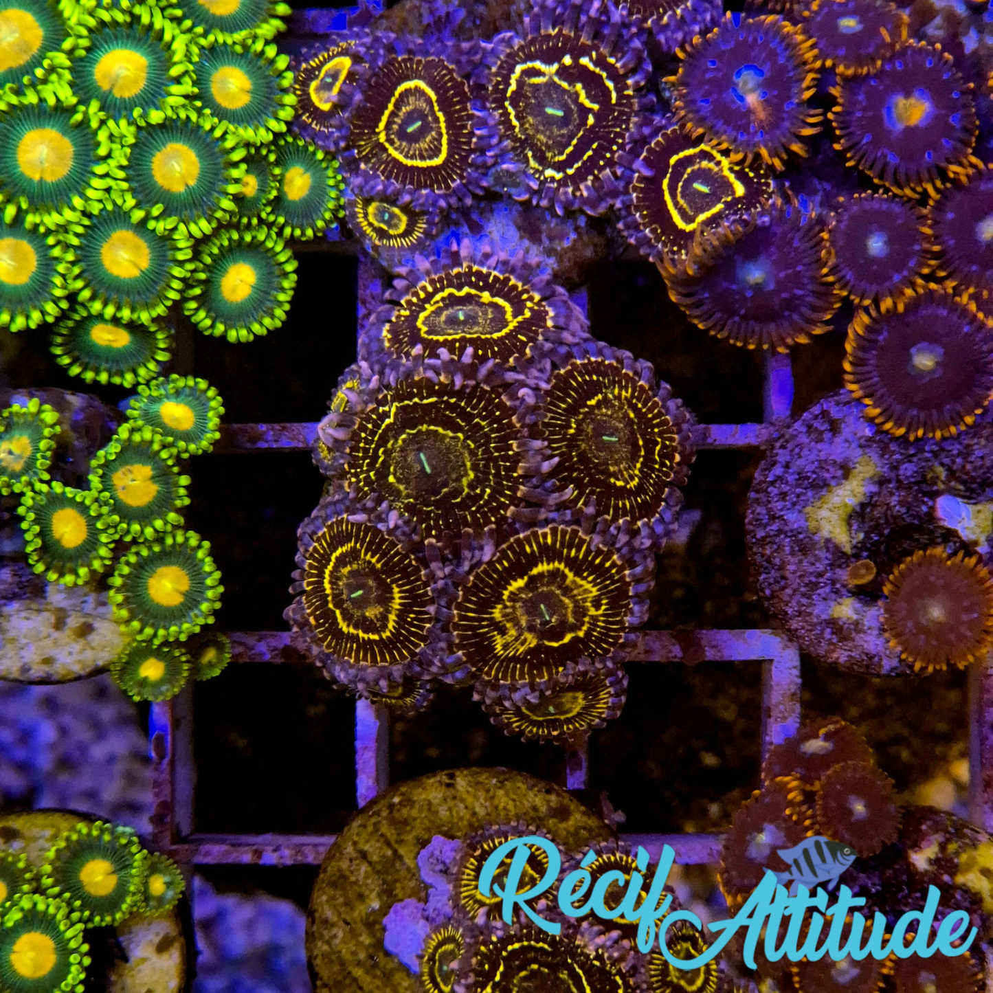 WYSIWYG Zoanthus ULTRA Stratosphere - 8 polypes