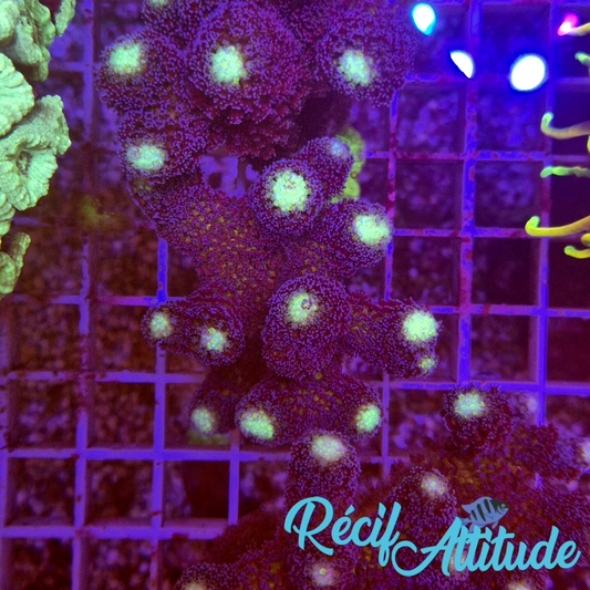 WYSIWYG Stylophora milka