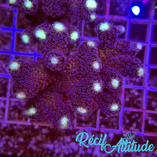 WYSIWYG Stylophora milka