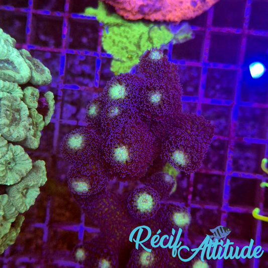 WYSIWYG Stylophora milka