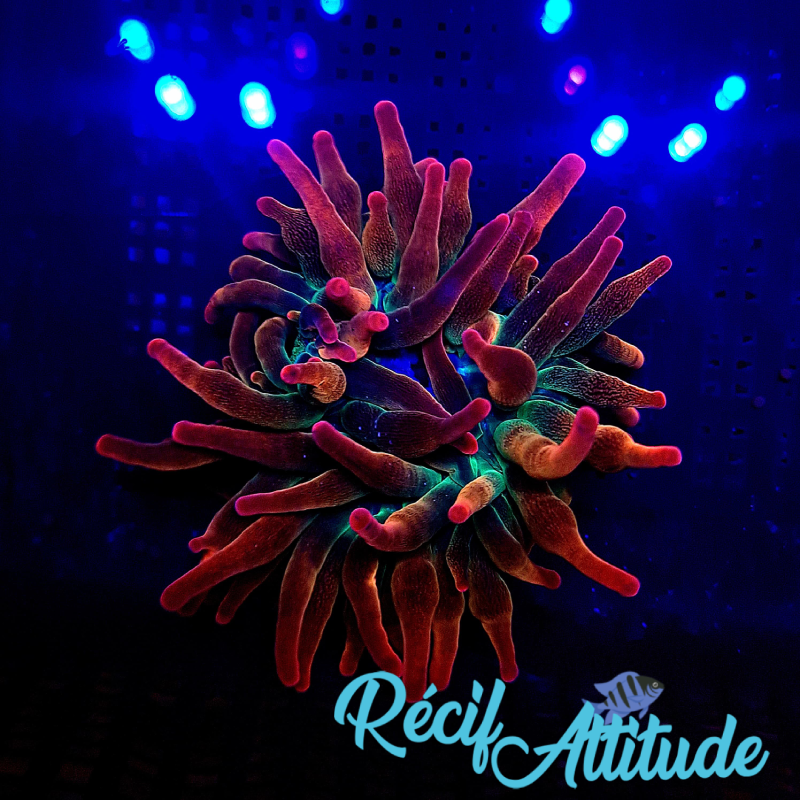 Entacmaea quadricolor Sunburst
