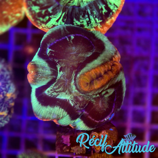 WYSIWYG Symphyllia Sp.