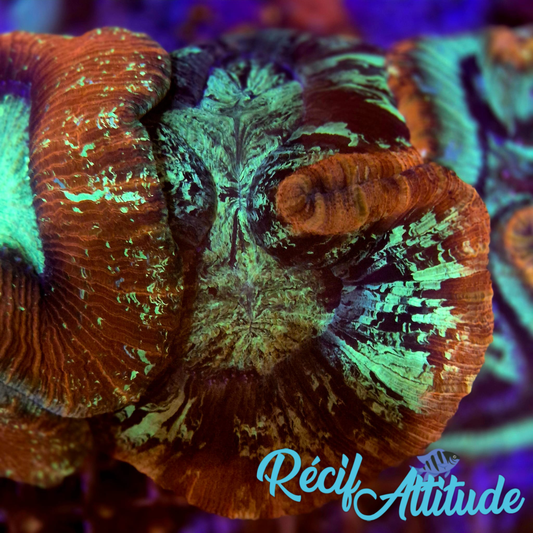 WYSIWYG Symphyllia Sp.