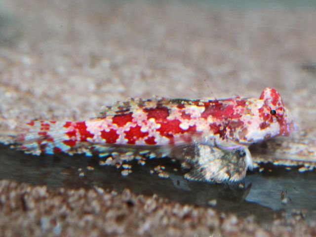 Synchiropus marmoratus 3-4cm