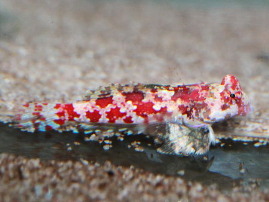 Synchiropus marmoratus 3-4cm