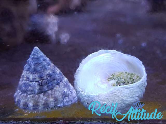 Tectus fenestratus 2-3cm