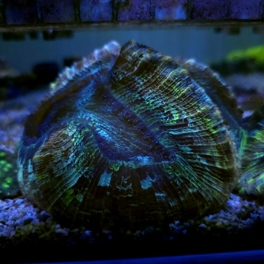 WYSIWYG Trachyphillia Rainbow Green 12cm