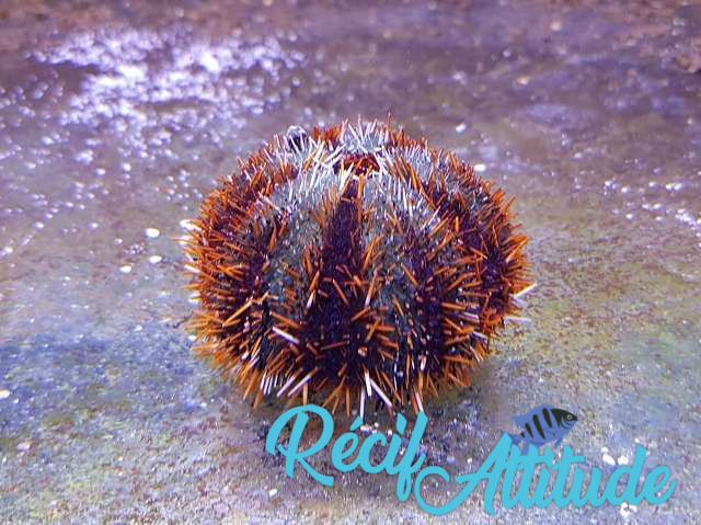 Tripneustes gratilla 5-6cm