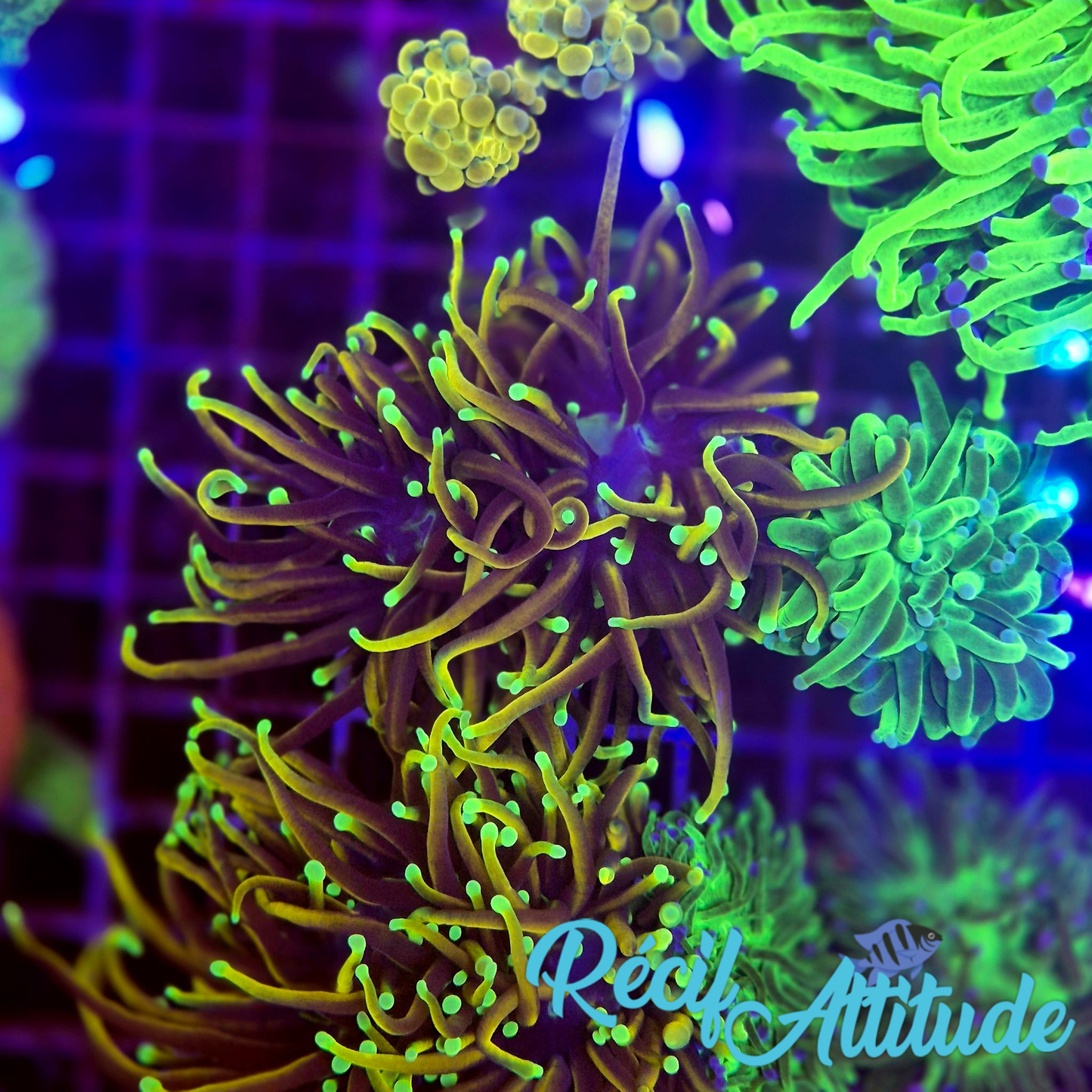 WYSIWYG Euphyllia Glabrescens ULTRA Dragon Soul - 2 polypes