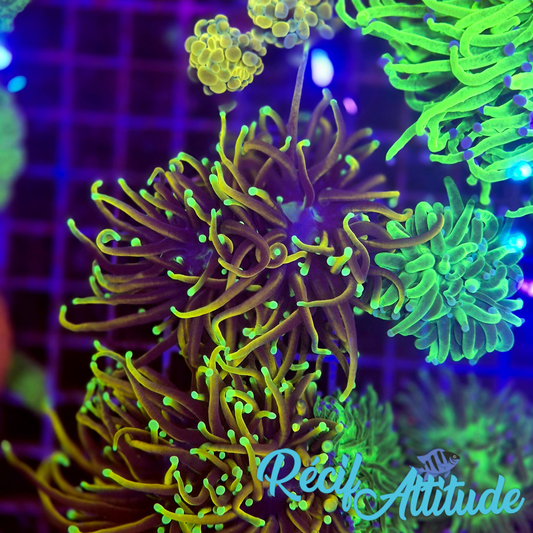 WYSIWYG Euphyllia Glabrescens ULTRA Dragon Soul - 2 polypes