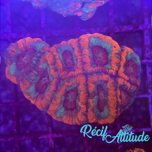 WYSIWYG Acantastrea Echinata BlueHelvet