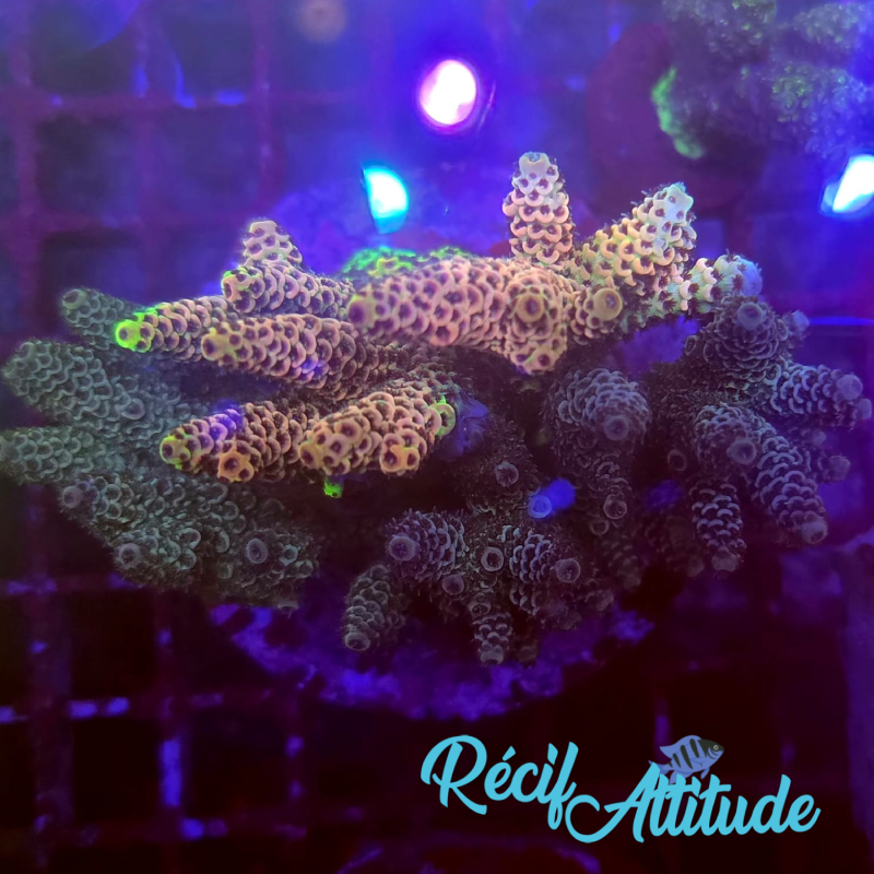 WYSIWYG Acropora Sp. Dark&Orange