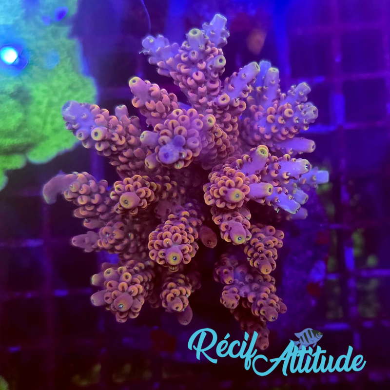 WYSIWYG Acropora Sp. Yellow&Pink