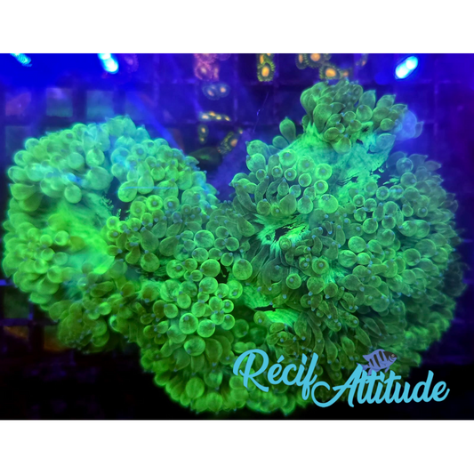 WYSIWYG Catalaphyllia jardinei