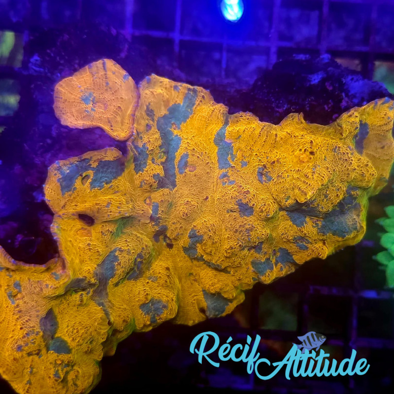 WYSIWYG Echinophyllia Gold/Blue