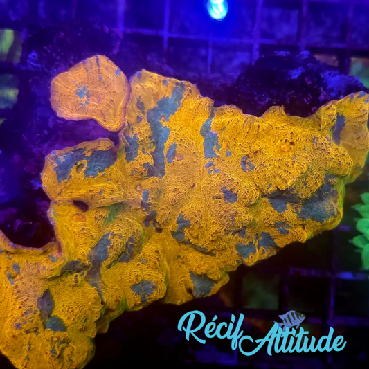 WYSIWYG Echinophyllia Gold/Blue