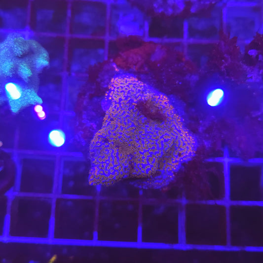WYSIWYG MONTIPORA Superman Red&Blue