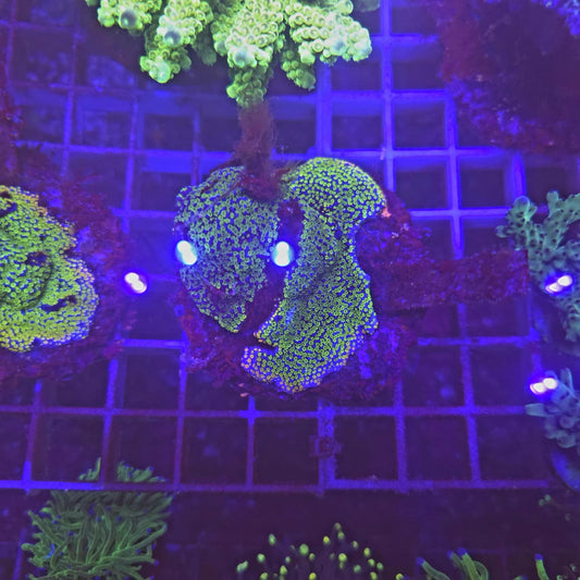WYSIWYG MONTIPORA Superman Green
