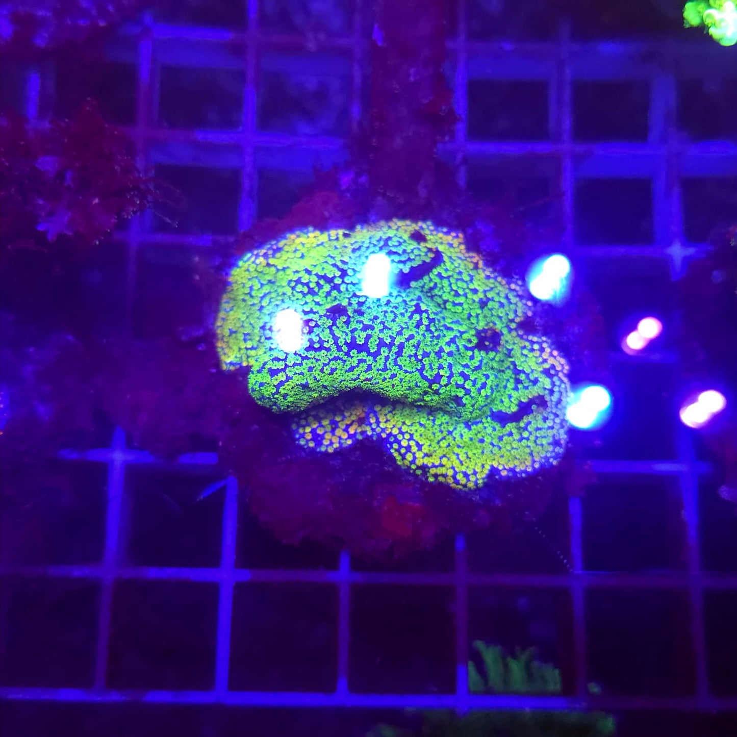 WYSIWYG MONTIPORA Superman Green&Yellow
