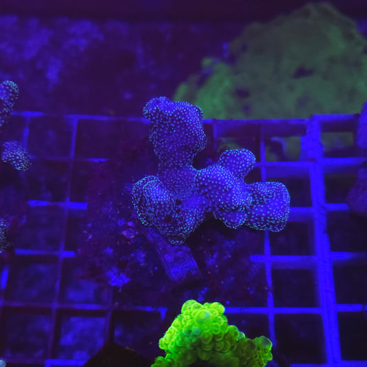 WYSIWYG POCHILOPORA VERUCOSA Blue M