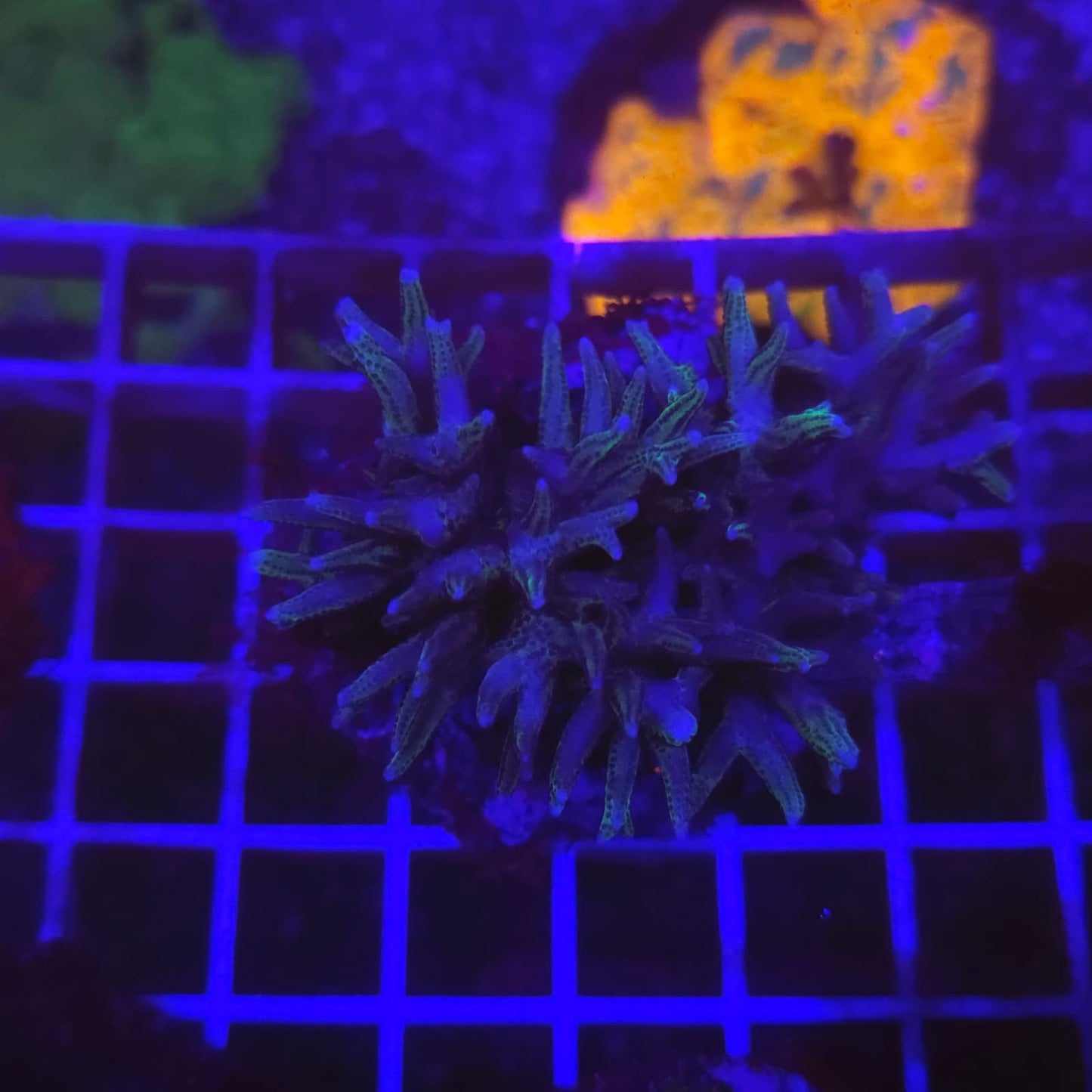 WYSIWYG Stylophora Hystrix Sp. Green M