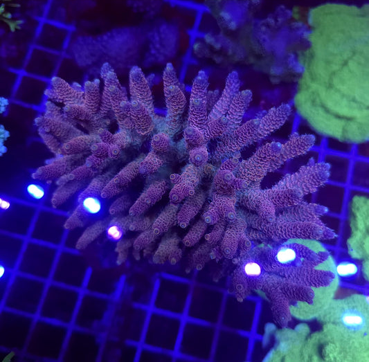 WYSIWYG Acropora Sp. Pink L