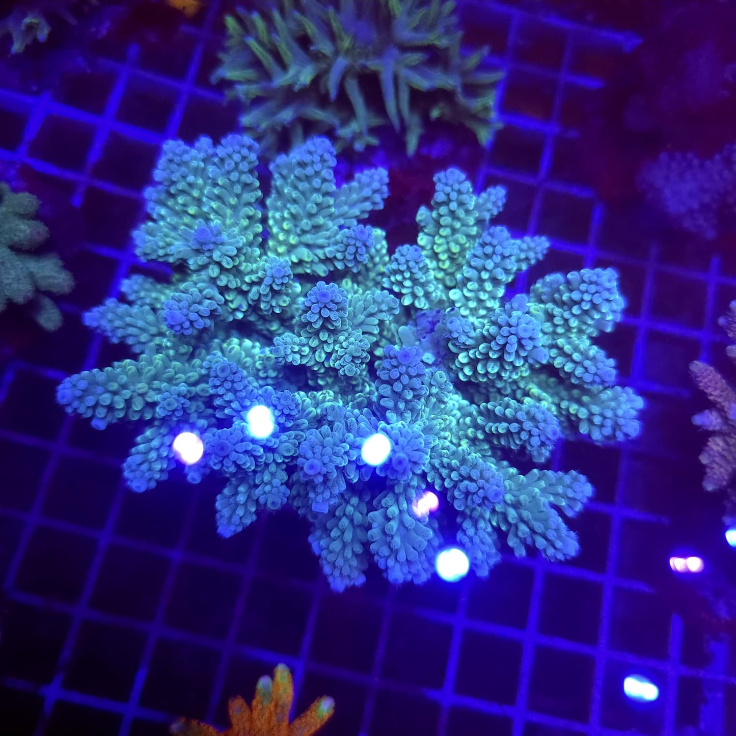 WYSIWYG Acropora Sp. Blue M