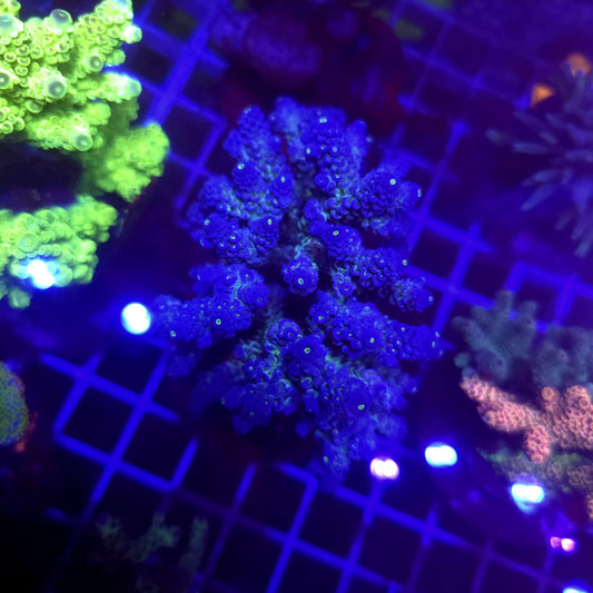 WYSIWYG Acropora Sp. Blue M