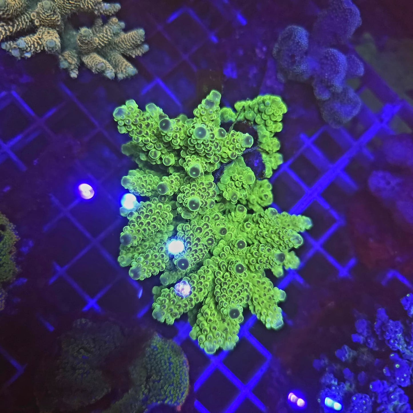 WYSIWYG Acropora Sp. Green M