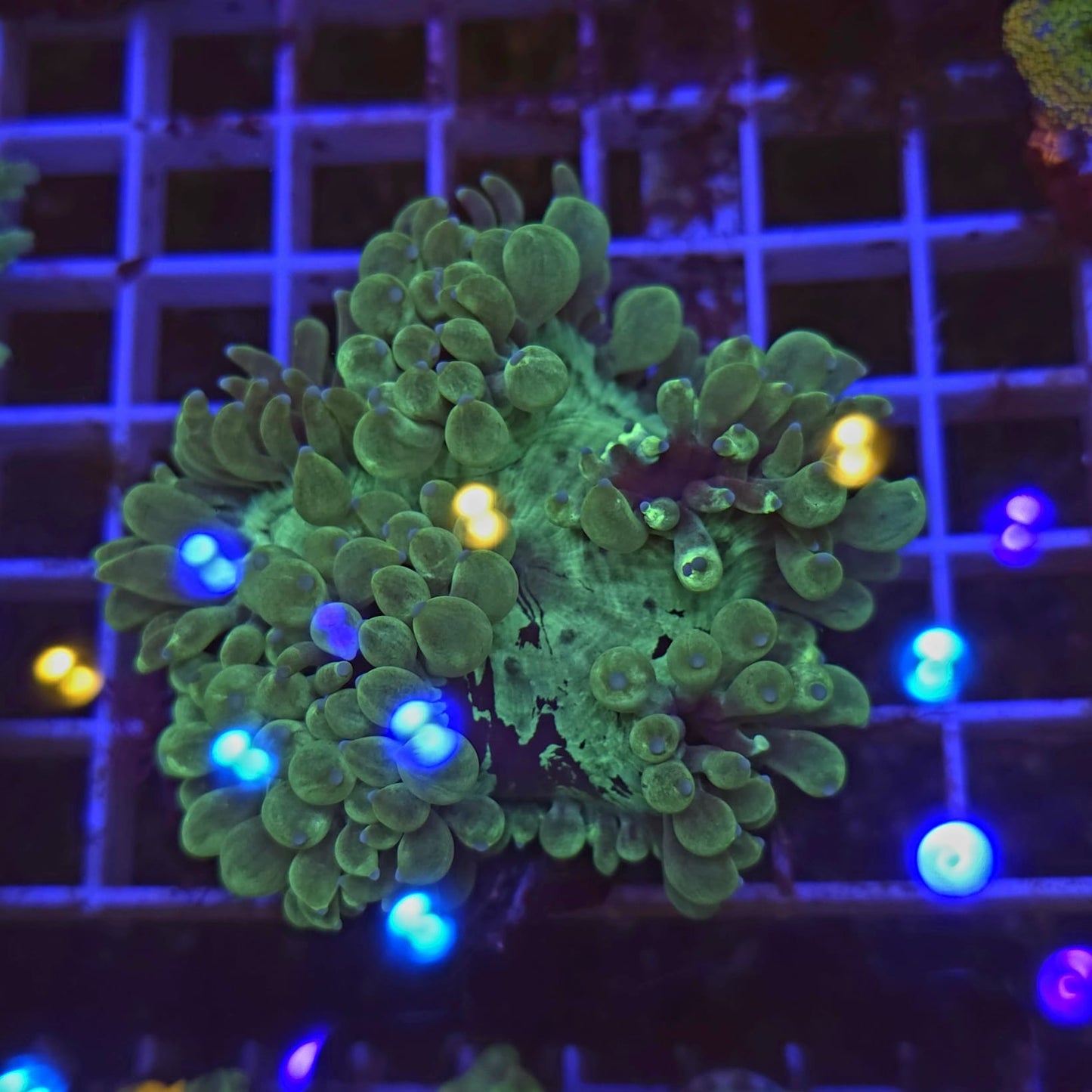 WYSIWYG Catalaphyllia jardinei