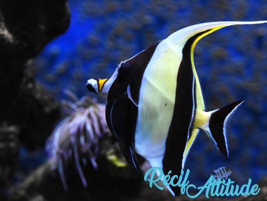 Zanclus cornutus 8-10 cm