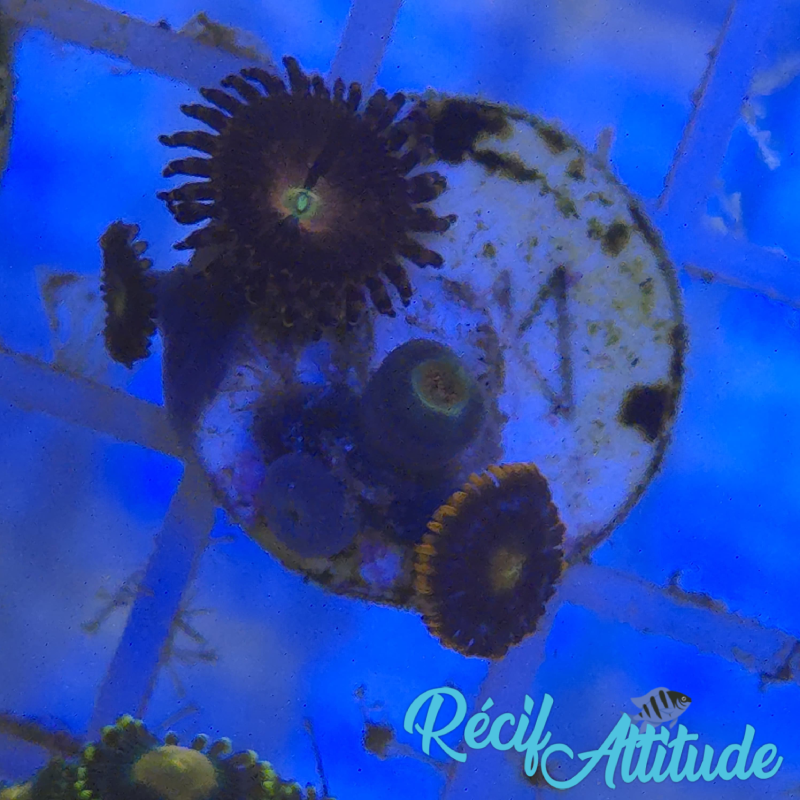 WYSIWYG Zoanthus Sp. Fire