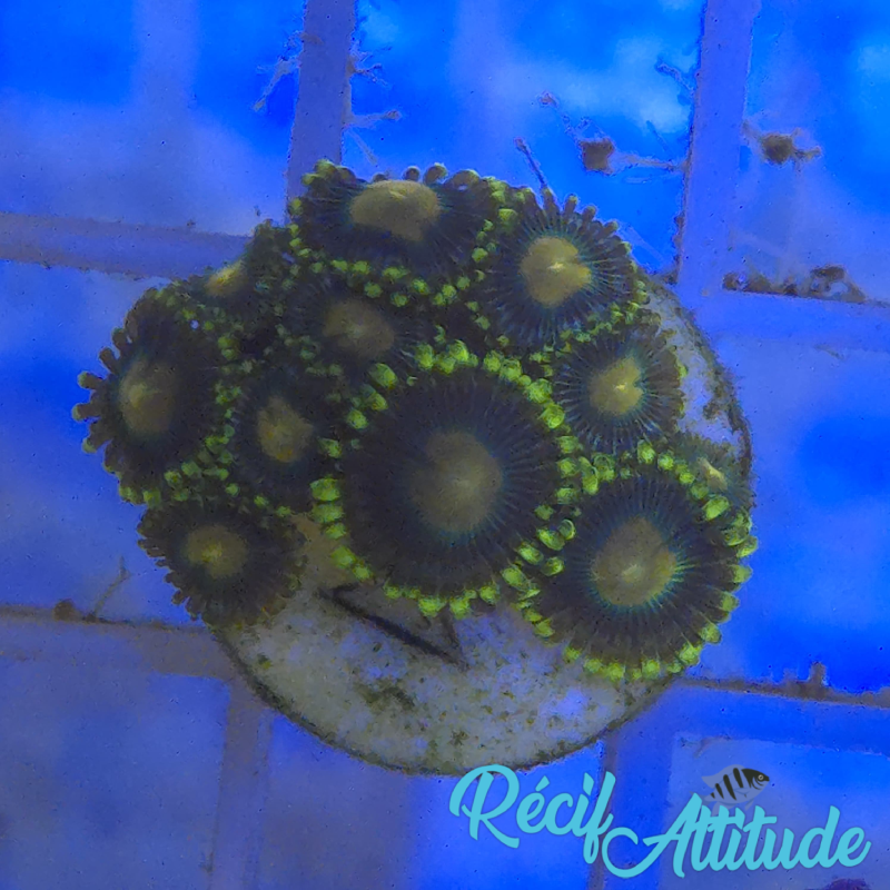 WYSIWYG Zoanthus Sp. Yellow