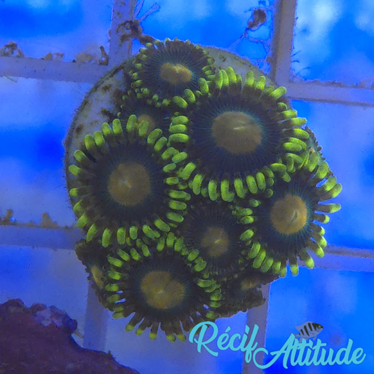 WYSIWYG Zoanthus Sp. Yellow