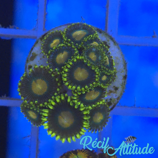 WYSIWYG Zoanthus Sp. Yellow