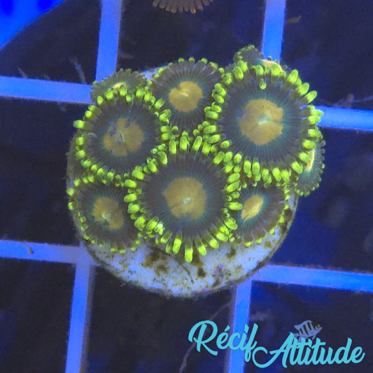 WYSIWYG Zoanthus Sp. Yellow