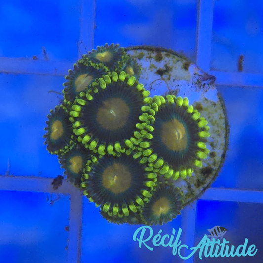 WYSIWYG Zoanthus Sp. Yellow