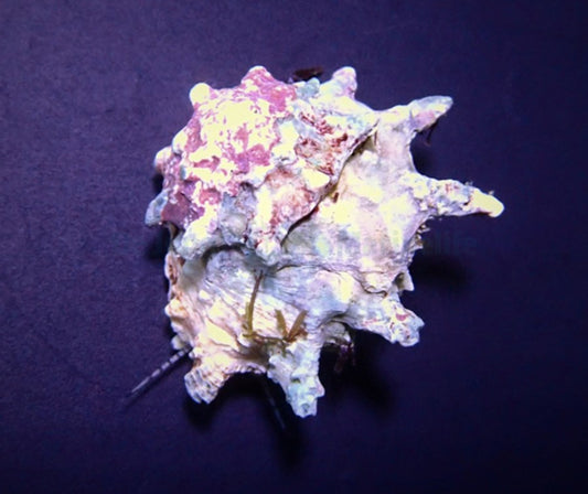 Astralium calcar sp.