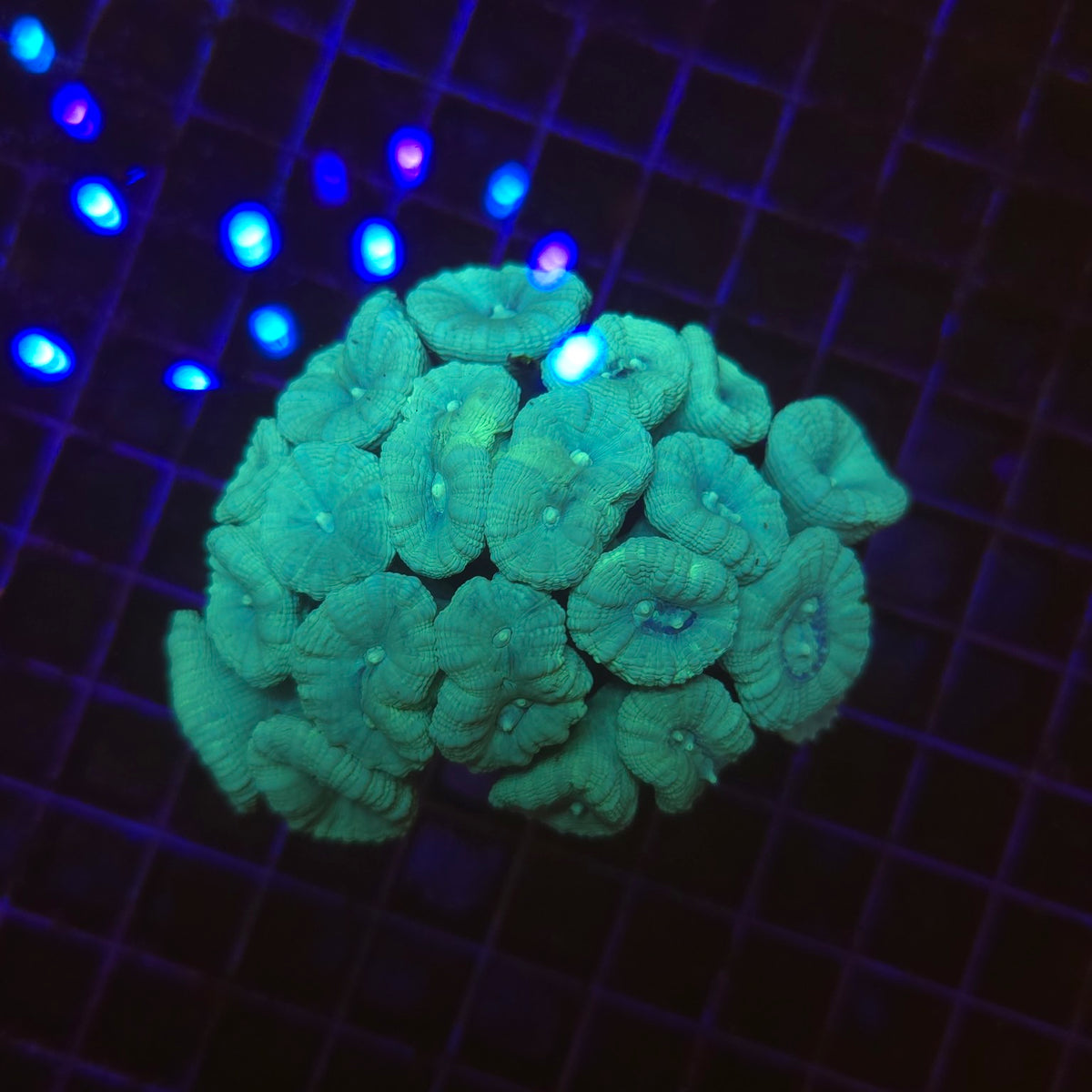 Caulastrea furcata bleu WYSIWYG - corail LPS