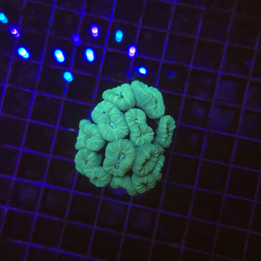 Caulastrea furcata bleu WYSIWYG - corail LPS