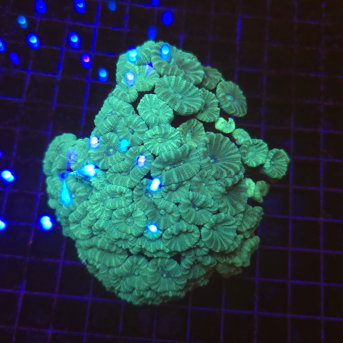 Caulastrea furcata bleu WYSIWYG - corail LPS