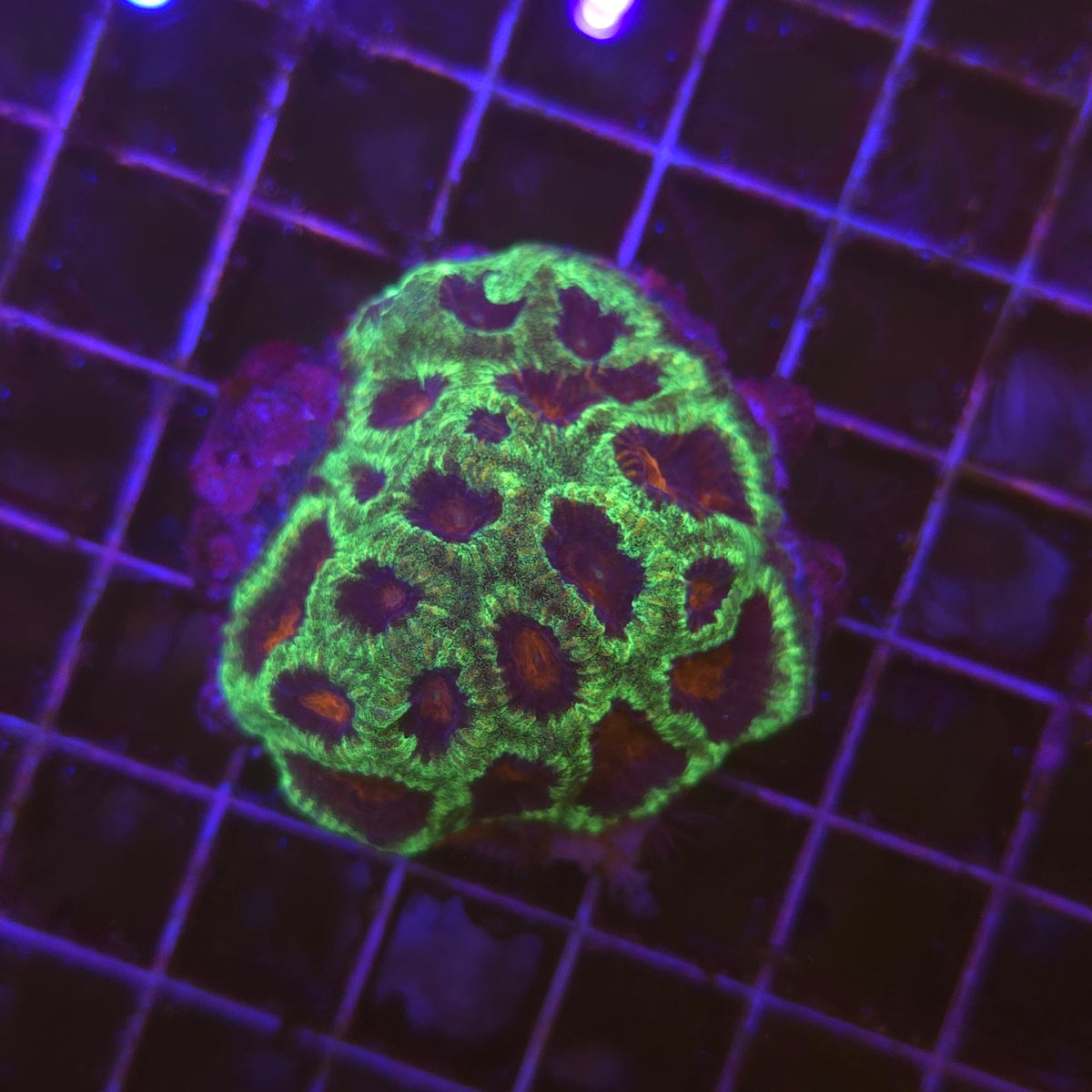 Favia Christmas WYSIWYG - corail LPS vert fluorescent à centres rouge orangé