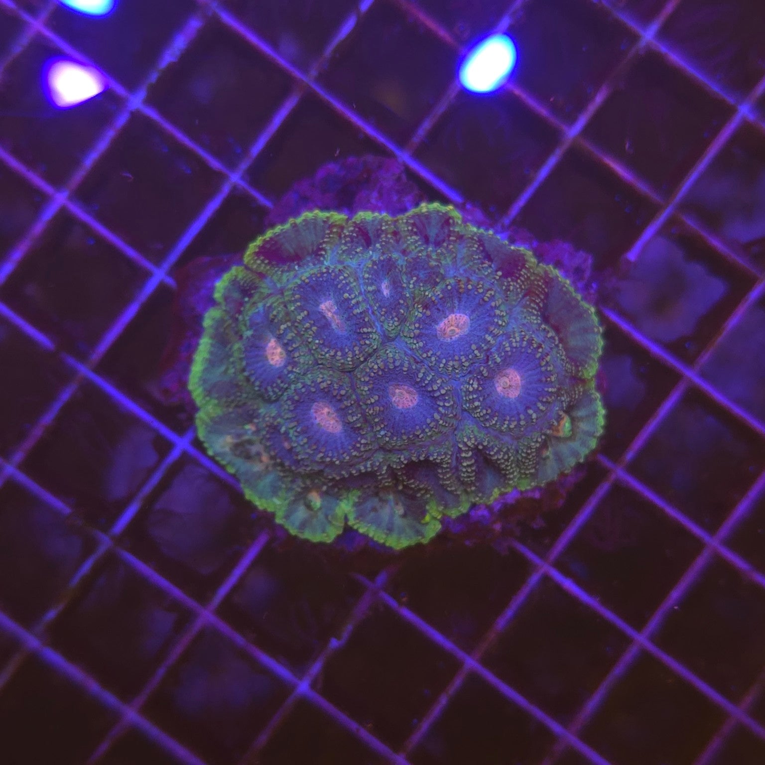 WYSIWYG Favia Cosmic Ember - corail LPS