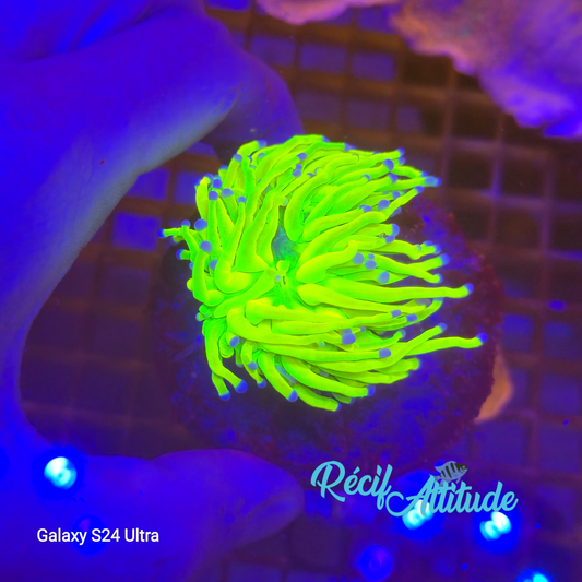 WYSIWYG Euphyllia Glabrescens ULTRA Holy Grail - 1 polype