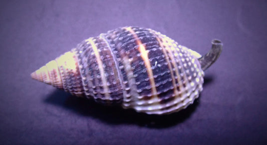 Nassarius margaritifer