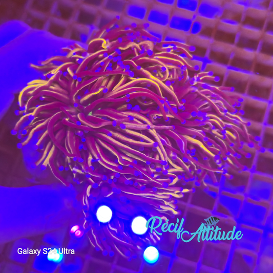 WYSIWYG Euphyllia Glabrescens ULTRA New York Knicks - 4 polypes